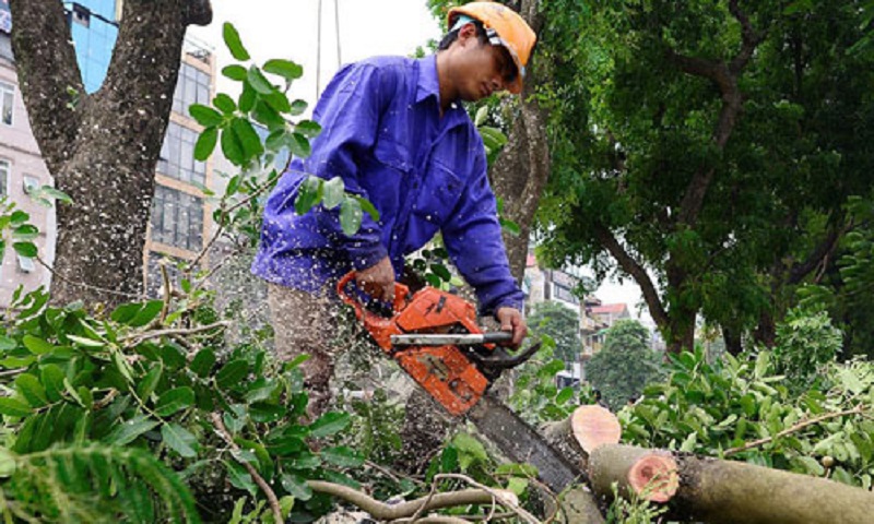 Dịch vụ chặt cây tại Hòa Mỹ an toàn nhanh chóng giá rẻ hiện nay