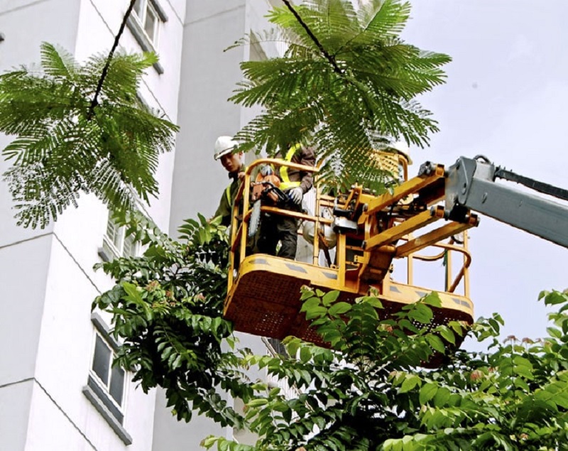 Dịch vụ chặt cây tại Hòa Mỹ an toàn nhanh chóng giá rẻ hiện nay