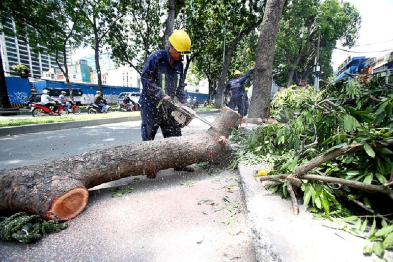 Dịch vụ chặt cây tại Hòa Mỹ an toàn nhanh chóng giá rẻ hiện nay
